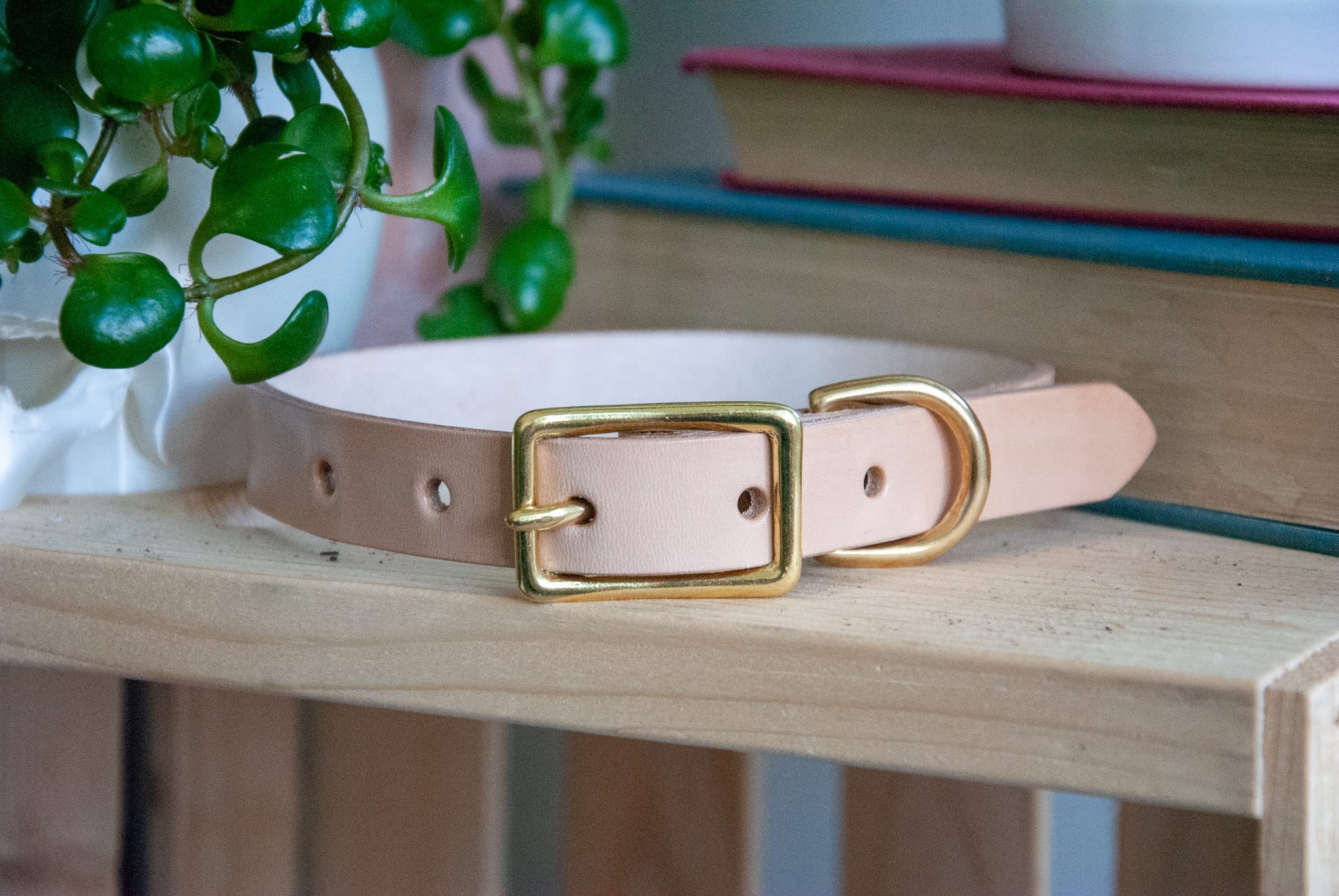 natural vegetable tanned leather dog collar with brass hardware on a wooden crate with books and plants in the background