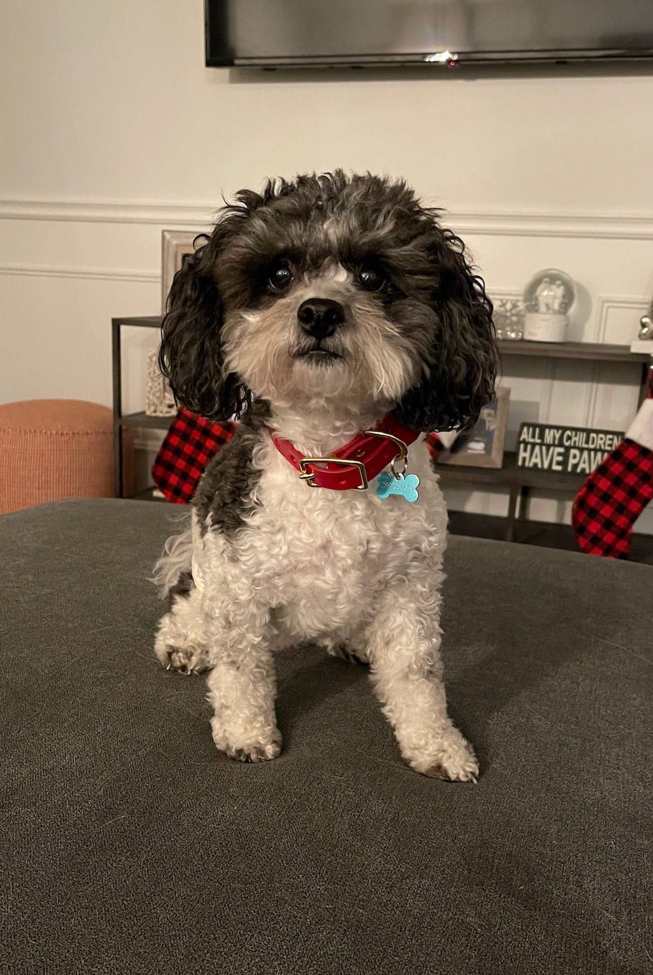 a grey and white dog sits on a grey couch wearing a red leather collar