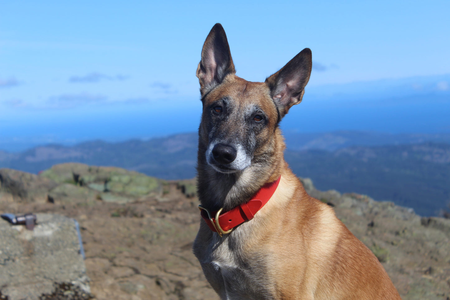 Dog with a red collar standing on a mountain with a scenic background