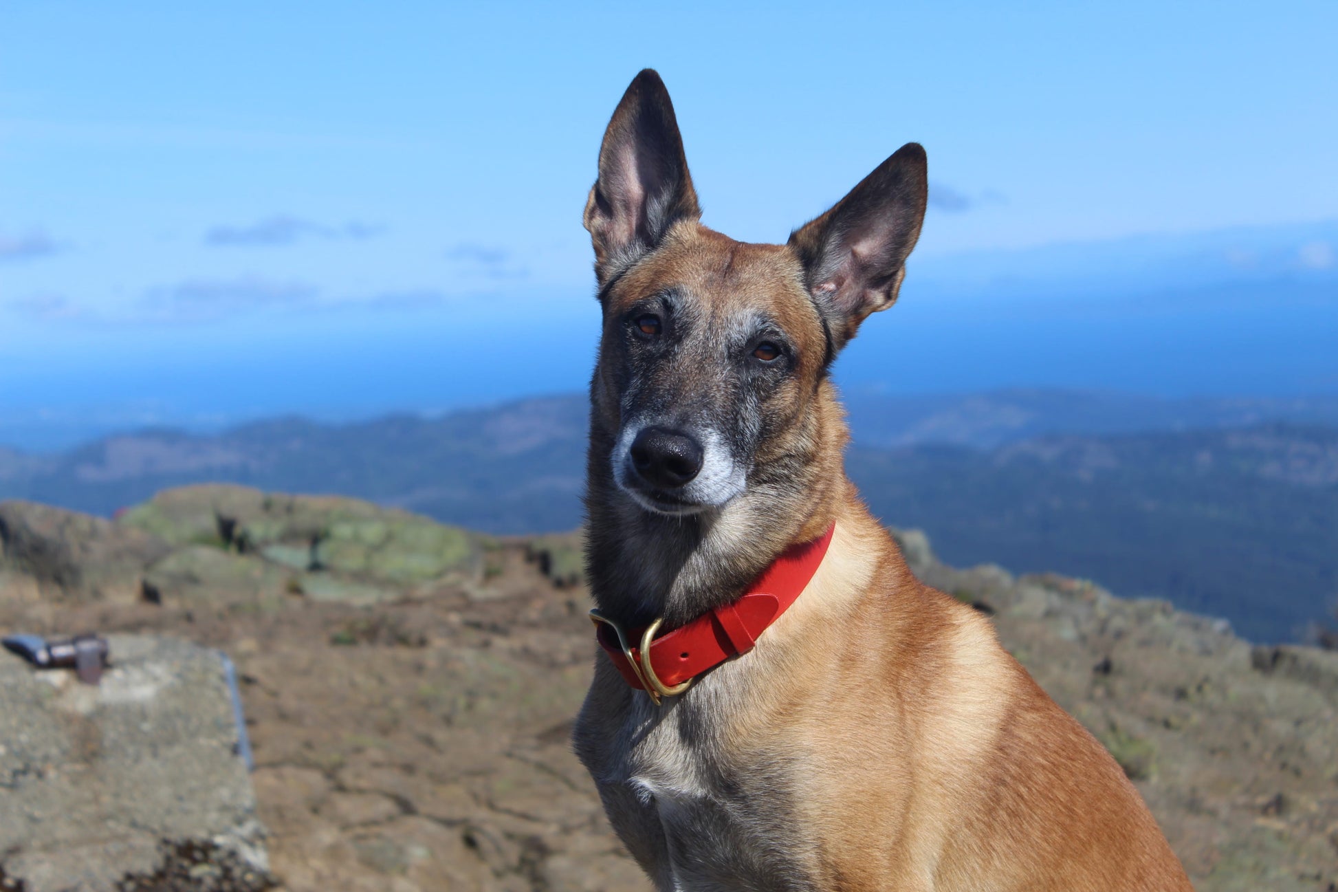 Dog with a red collar standing on a mountain with a scenic background