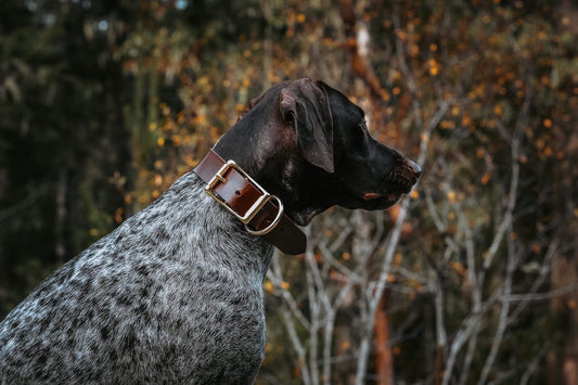 The Extra Wide Dog Collar